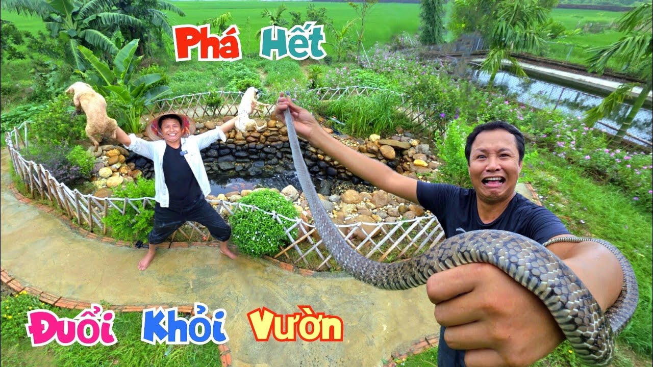 Lật Tung Bể Cá Koi Phá Hủy Nơi Ở Của Rắn Và Đuổi Chúng Về Với Tự Nhiên / Quế Nghịch