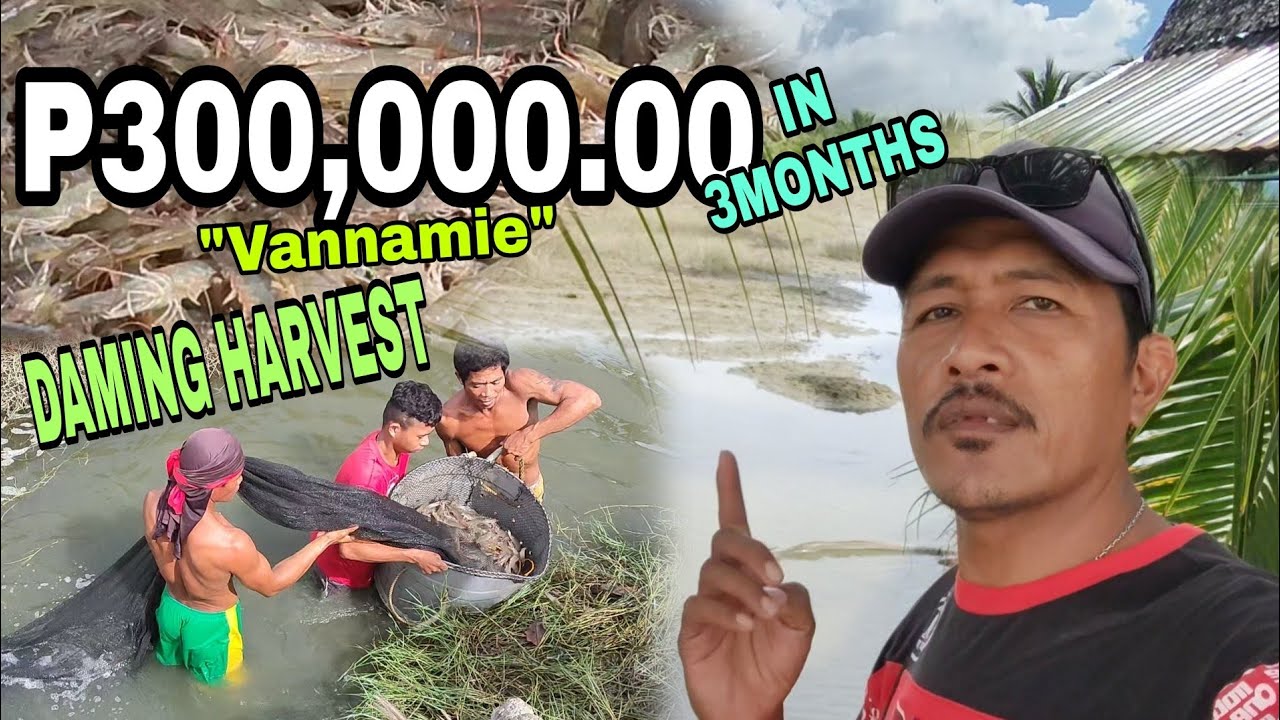 ANG DAMING HARVEST NA HIPON  | BUHAY BUKID | BUHAY PROBINSYA | DISKARTE NG BUHAY