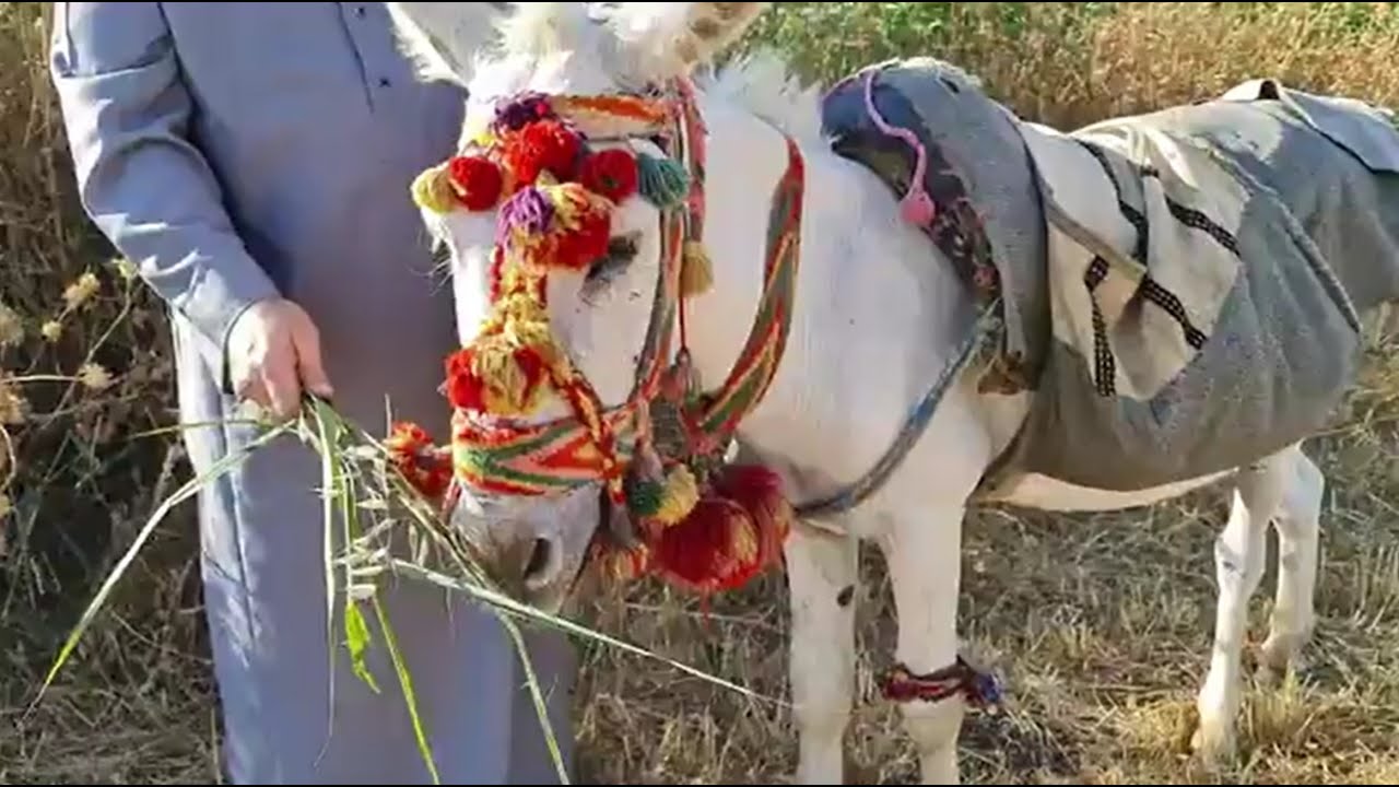 الحمار فوائد وأحكام