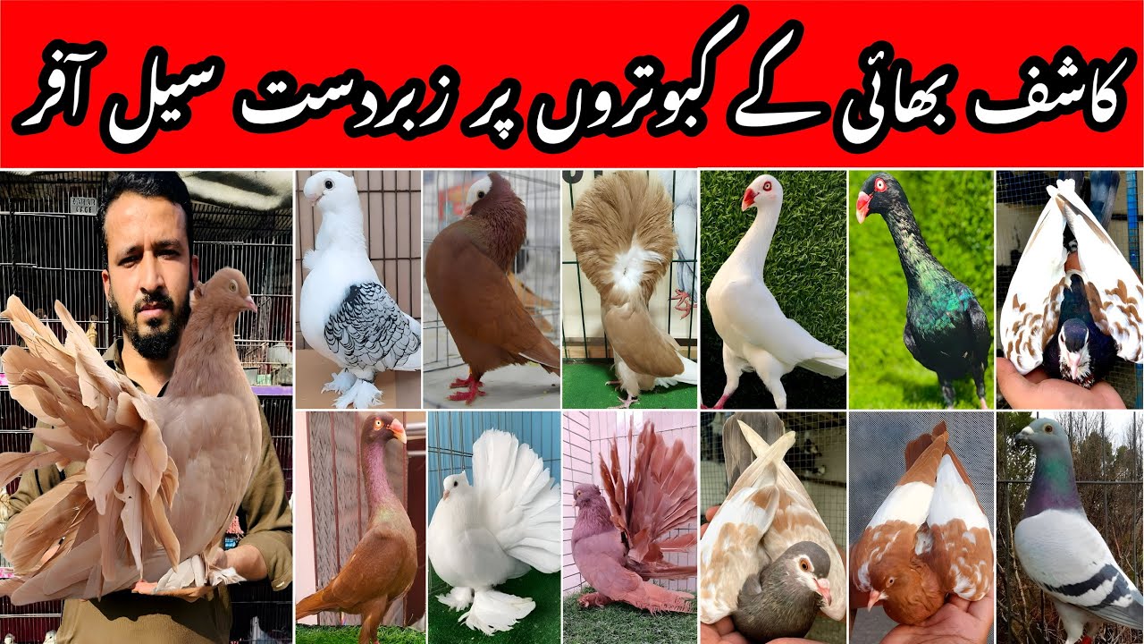 Kashif Bhai Fancy Pigeons | Setup Update | Low Price