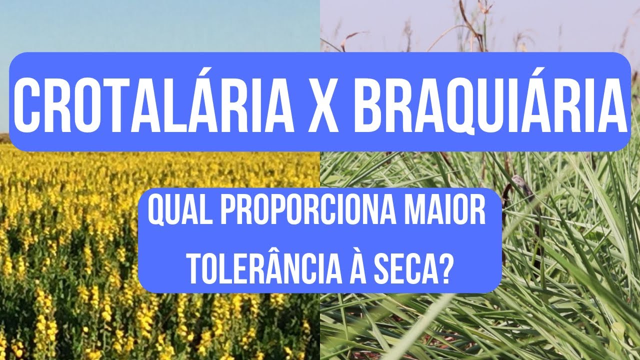 Crotalária X Braquiária
