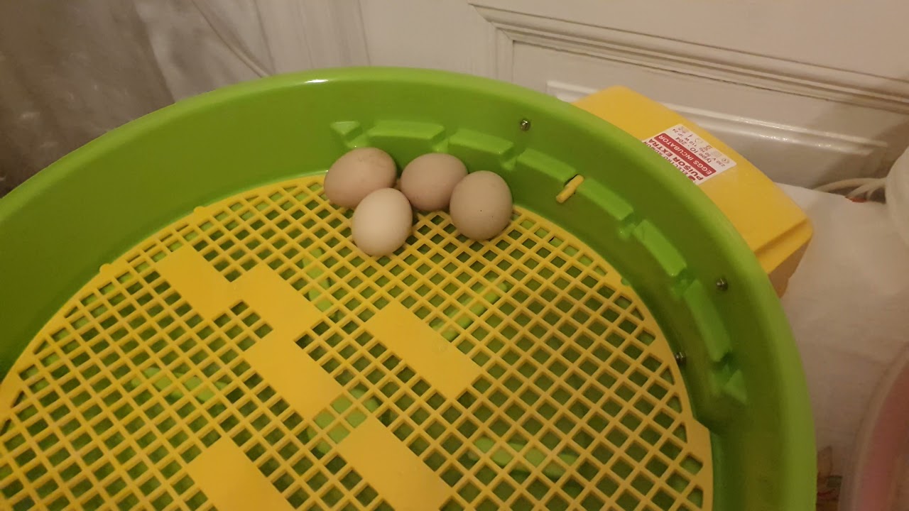 Oprim întoarcere automată la 18 zile Incubator Puisor !