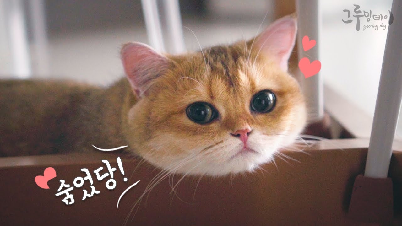 고양이를 키우면 아침마다 숨바꼭질 가능