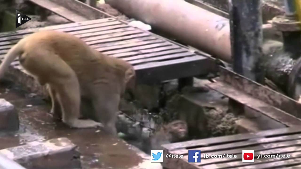 Inde : un singe électrocuté est sauvé par son congénère