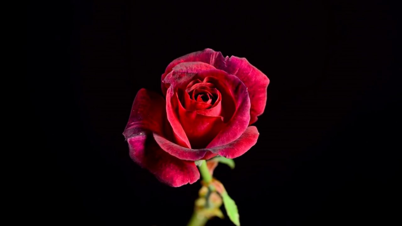 Blooming Rose Flower || Time-Lapse Movie