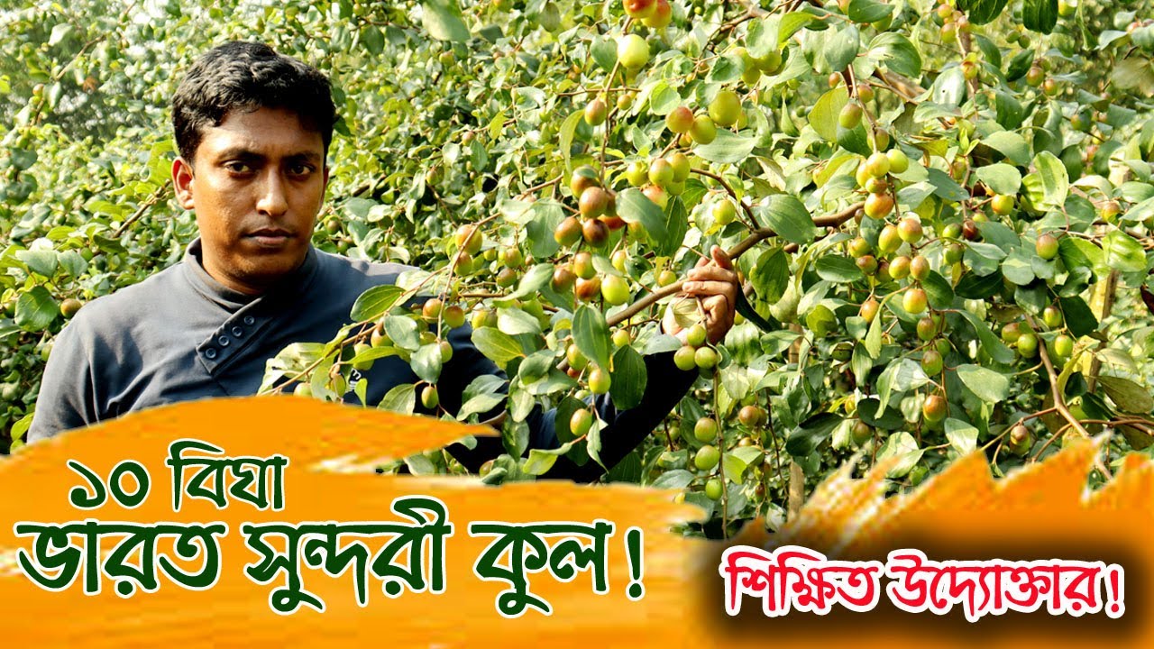 ১০ বিঘা ভারত সুন্দরী কুল চাষ ফরিদপুরের তরুণ আলিম | উদ্যোক্তার খোঁজে