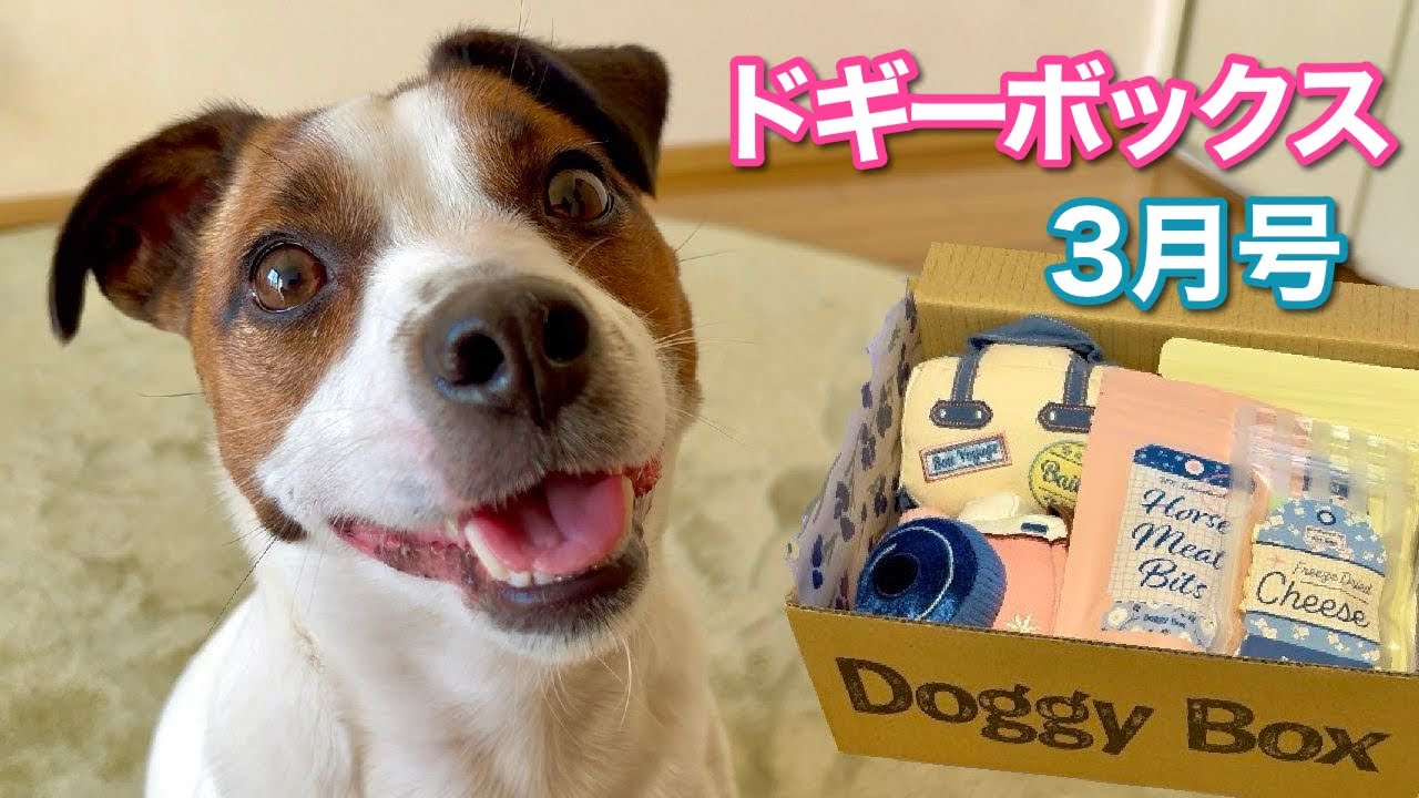 【Doggy Box 3月号】たくさんのおやつとおもちゃで大満足！【ジャックラッセルテリア】