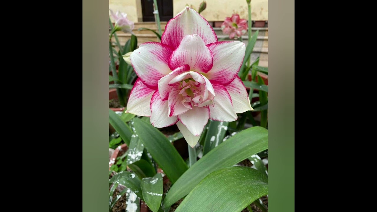 Amaryllis  ( Hippeastrum). Curtea de Argeș ( 2023 ). COVER.