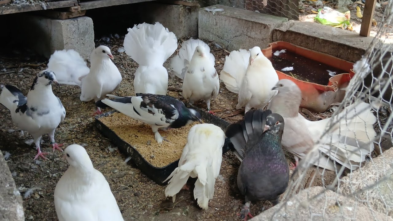 PALOMAS COLIPAVAS 😄🤍👌🕊😍