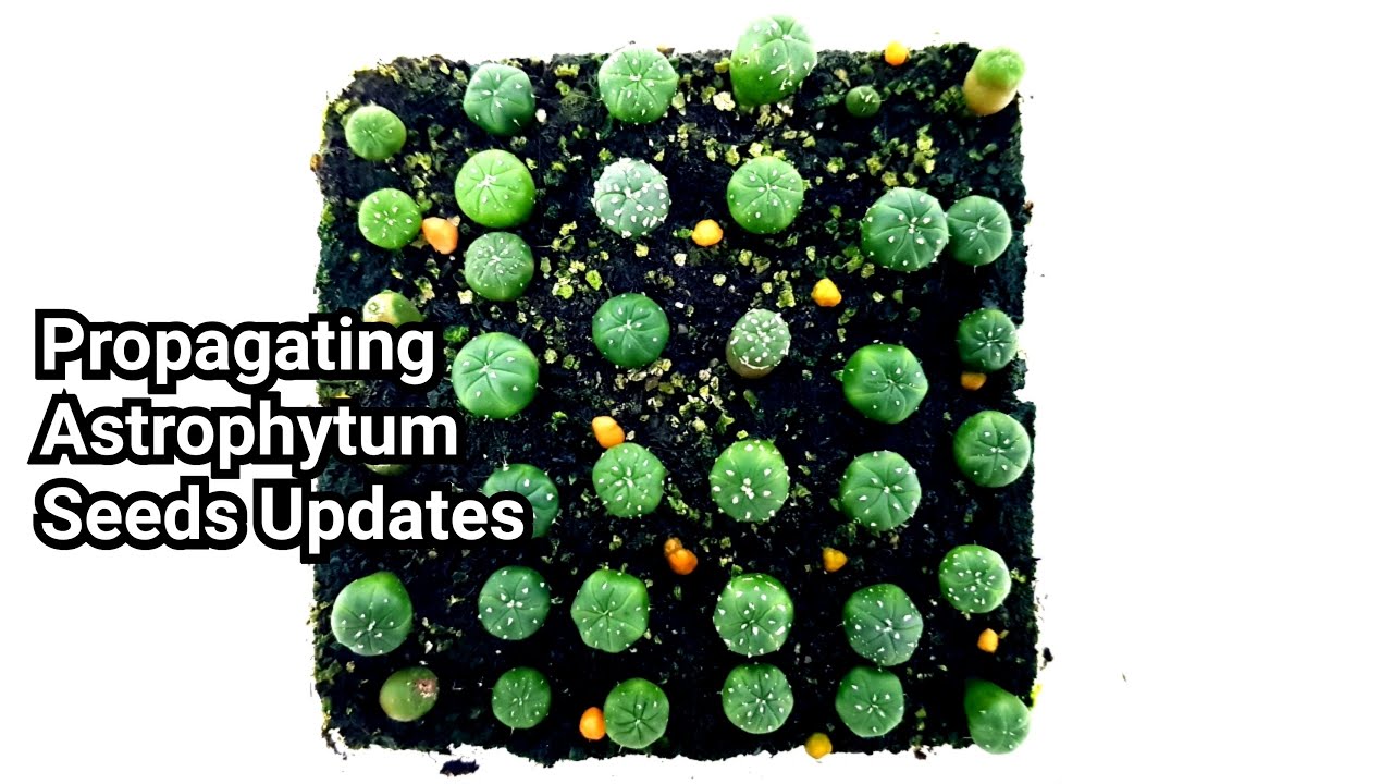 Propagating Astrophytum Cactus Seeds Updates