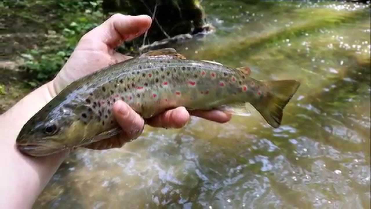 Une matinée au toc dans les monts du Lyonnais