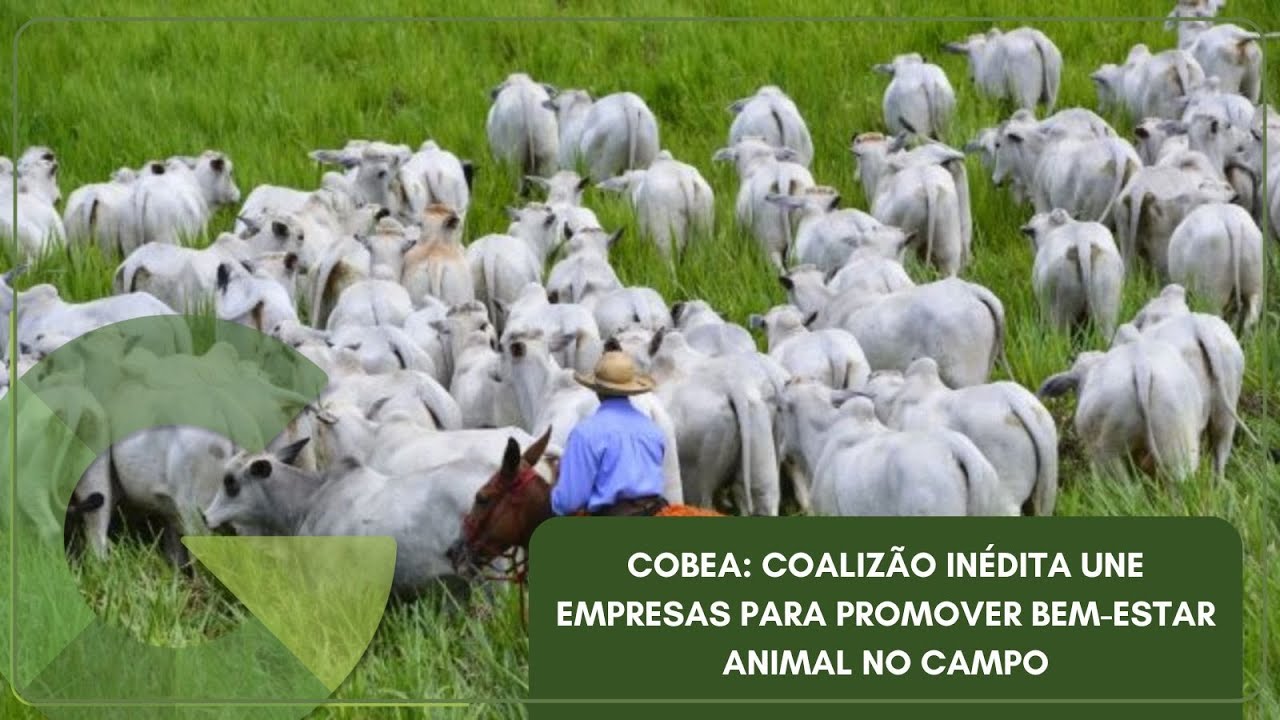 COBEA: COALIZÃO INÉDITA UNE EMPRESAS PARA PROMOVER BEM-ESTAR ANIMAL NO CAMPO