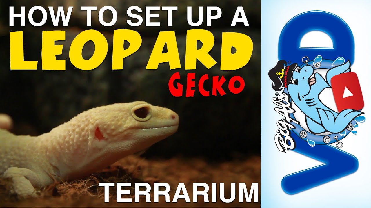 How to Set Up a Leopard Gecko Terrarium | BigAlsPets.com