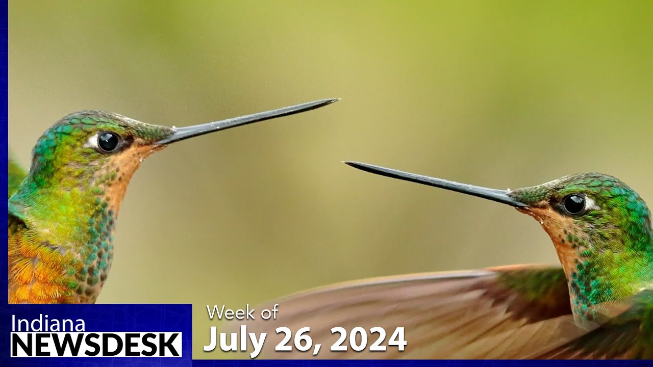 Are hummingbirds fighting or playing?