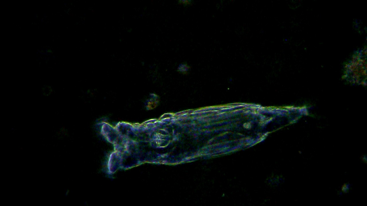 Microscopio con iluminación en campo oscuro