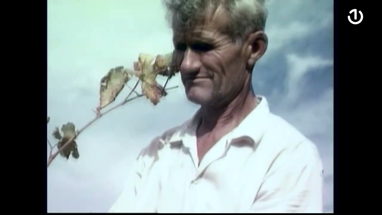 Potomje, Peljesac 1975