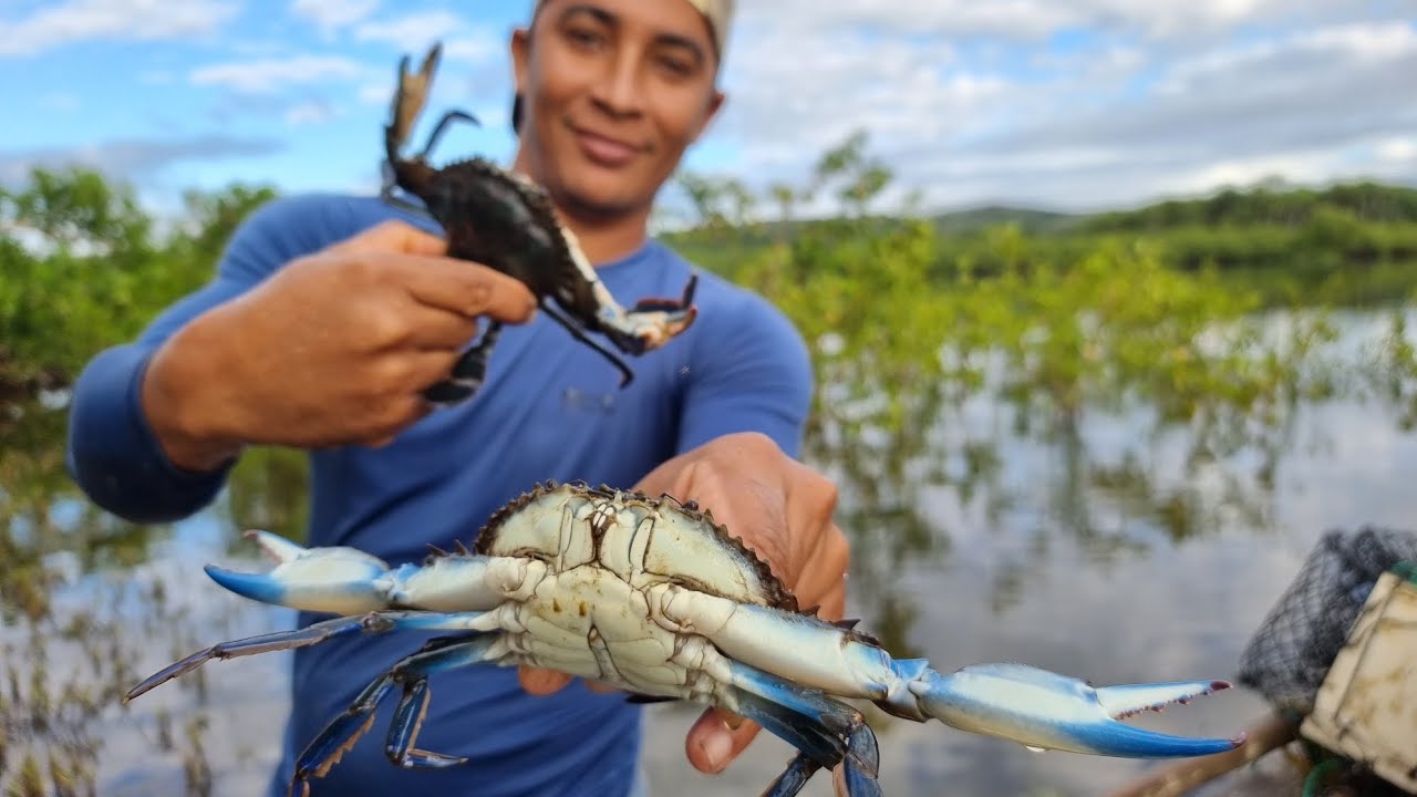 O Grande Siri de Mangue (Siri Azul / Caranguejo Azul) Uma captura bem humorada.