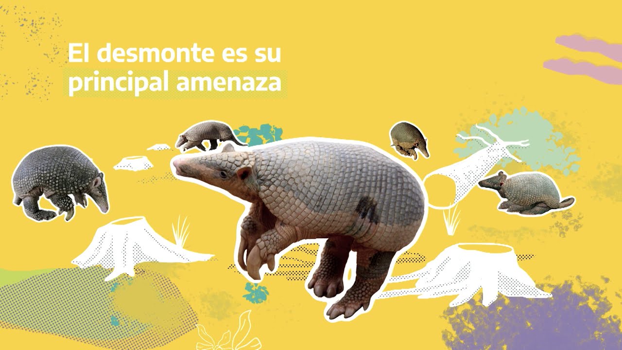 Tat&uacute; Carreta - Fauna Nativa