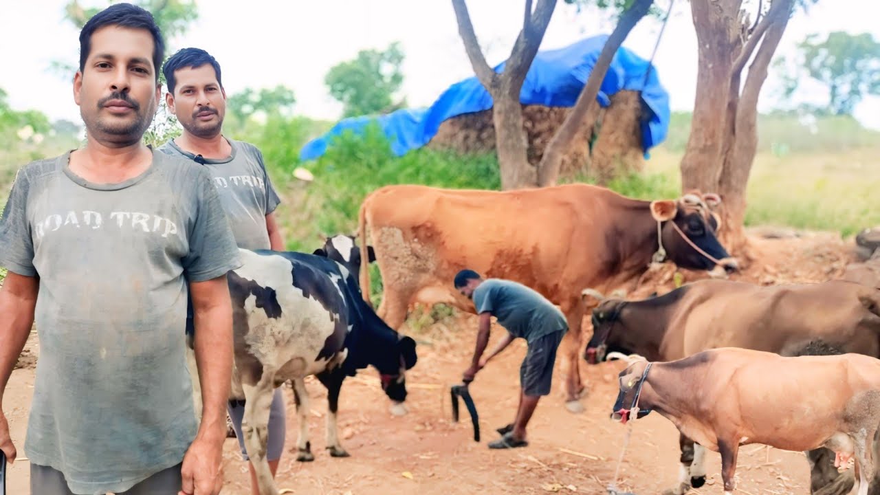 4 மாடுகள் தினமும் 30 லிட்டர் பால் ஆவின் நிறுவனத்திற்கு சாப்ளை உடன் டிராக்டர் ஏர் பணி | Siva Arun Tv