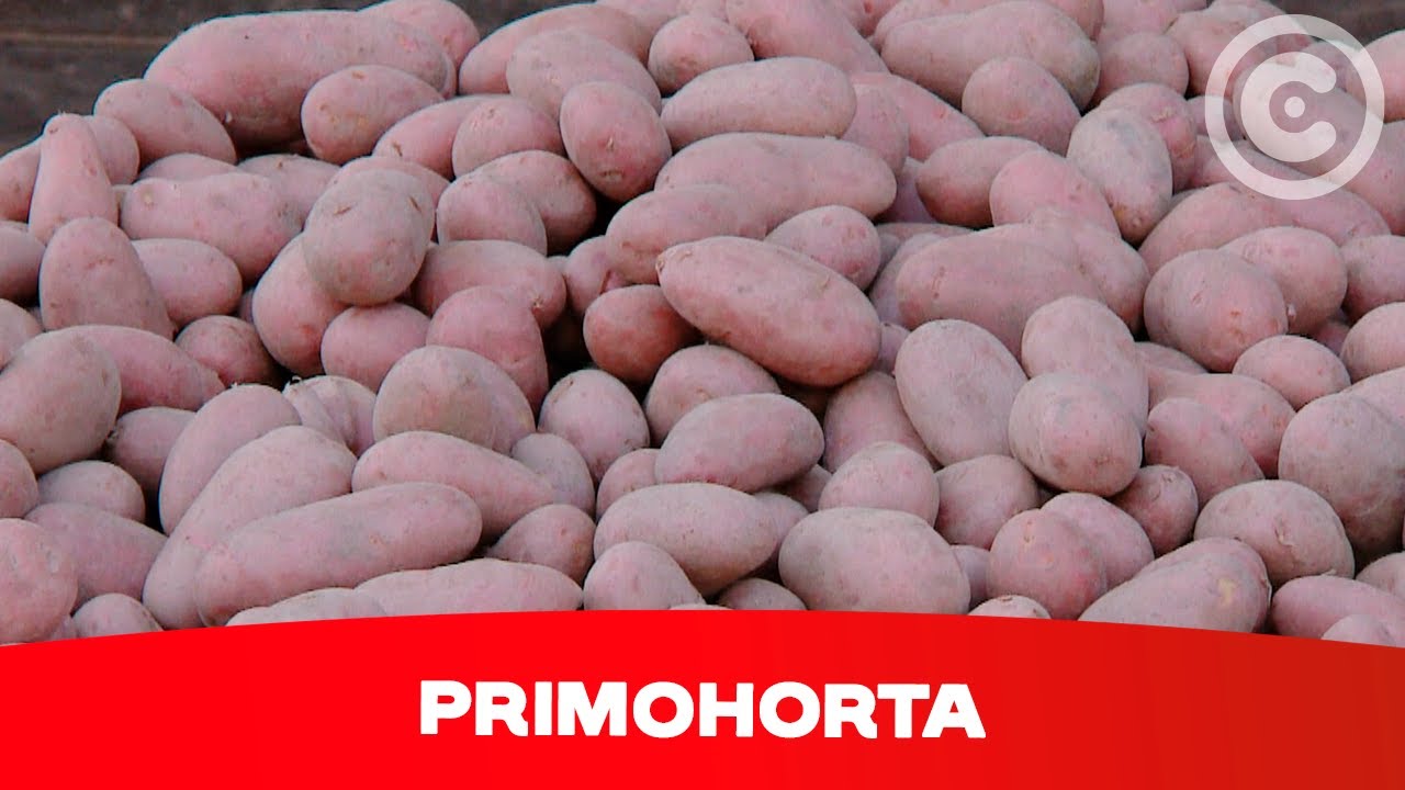 Clube de Produtores Continente | PrimoHorta
