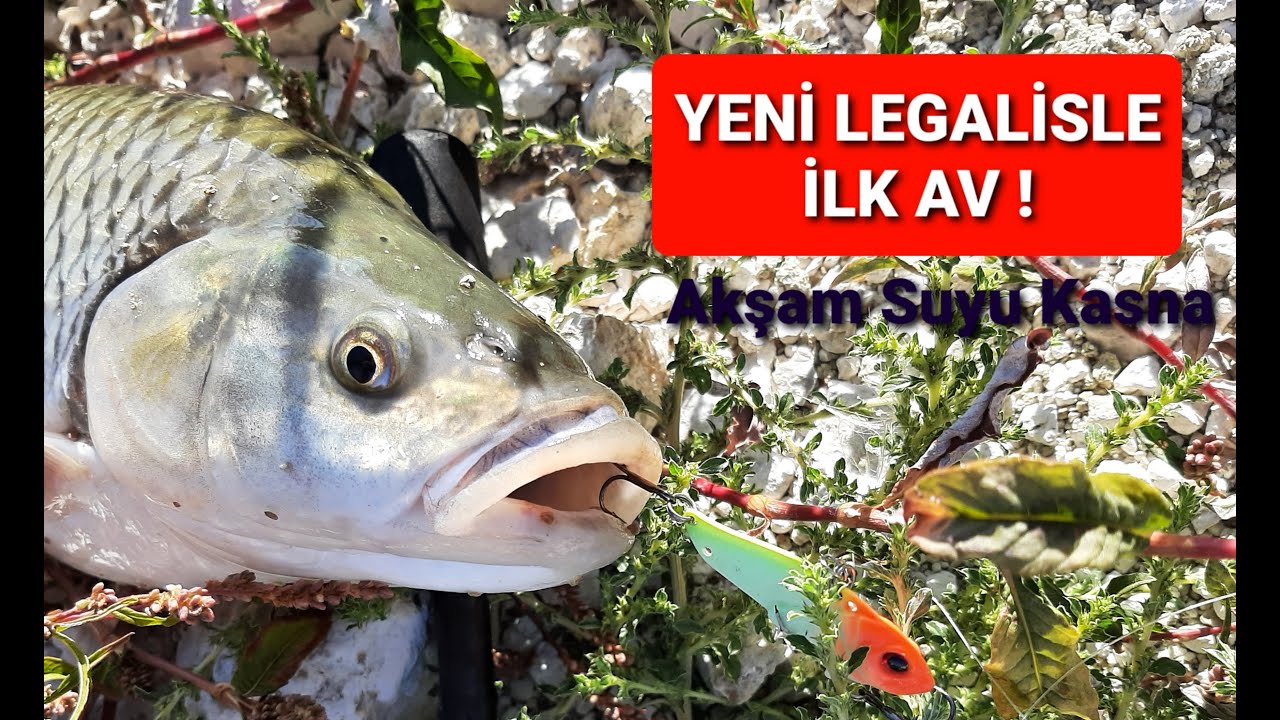 YENİ DAİWA  LEGALİSLE İLK AV ! AKŞAM SUYU KASNA- TATLI KEFALİ. #kasnaavı #newlegalis #tatlısukefali