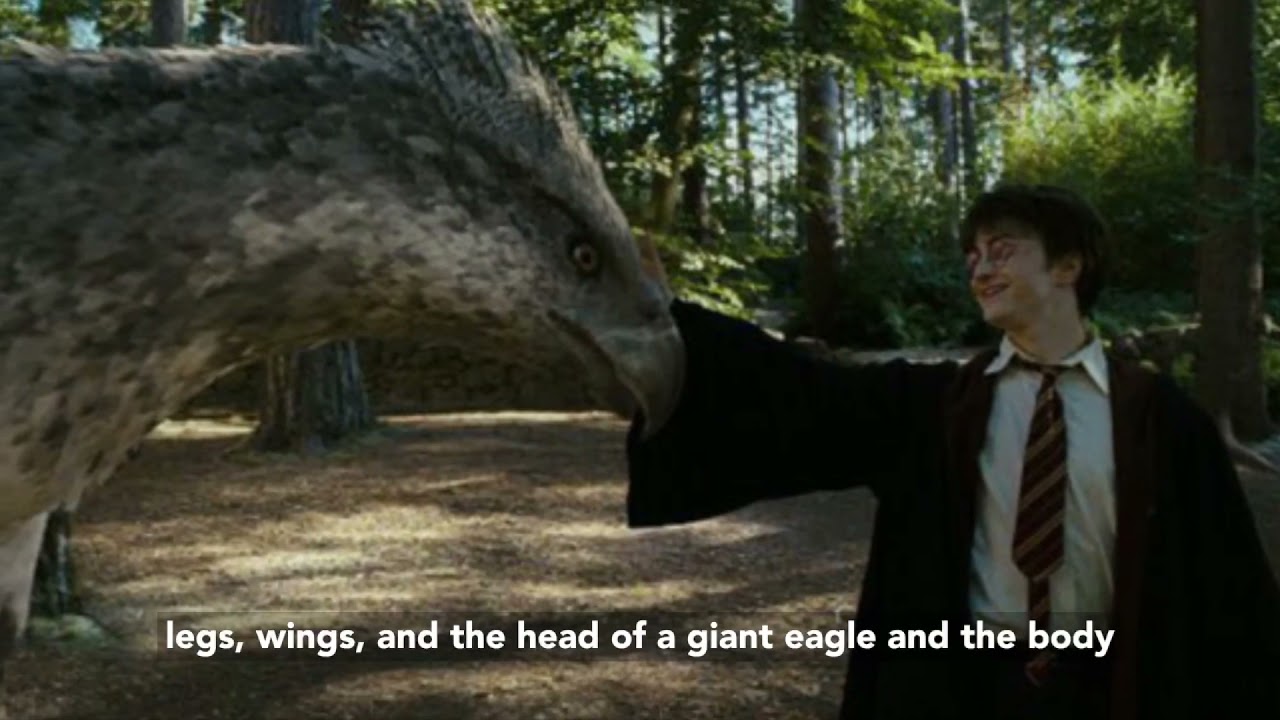 The Hippogriffs in Harry Potter!