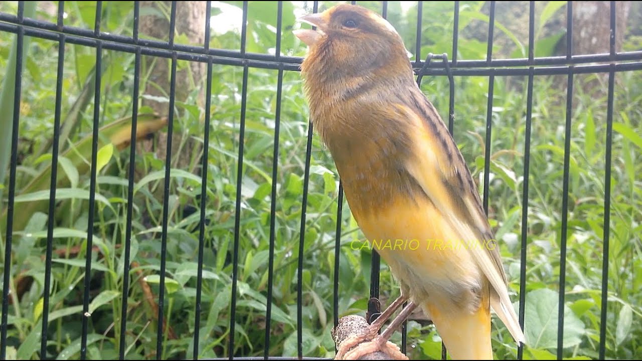 Sessão de Canto Para Canário Belga em Longa Duração