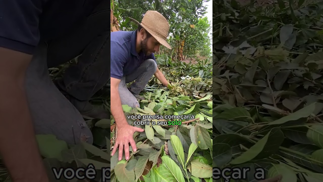 Terra dura e seca? Veja como resolver.    #agro #sistemasagroflorestais #agricultura