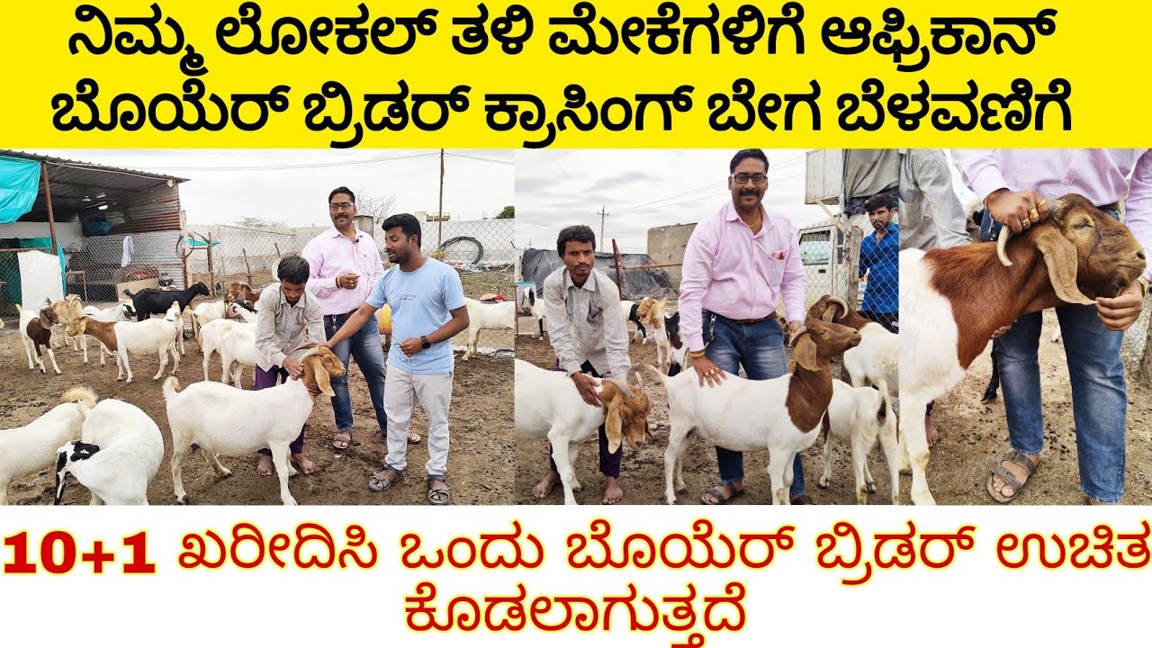 ಲೋಕಲ್ ತಳಿ ಮೇಕೆಗಳಿಗೆ ಬೊಯೆರ್ ಮೇಕೆಯಿಂದ ಕ್ರಾಸಿಂಗ್ ಮಾಡಿಸಿ ಬೇಗ ಬೆಳವಣಿಗೆ | African boer goat farming |