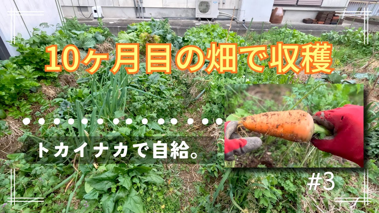 自給生活10ヶ月目の畑で収穫。＃3
