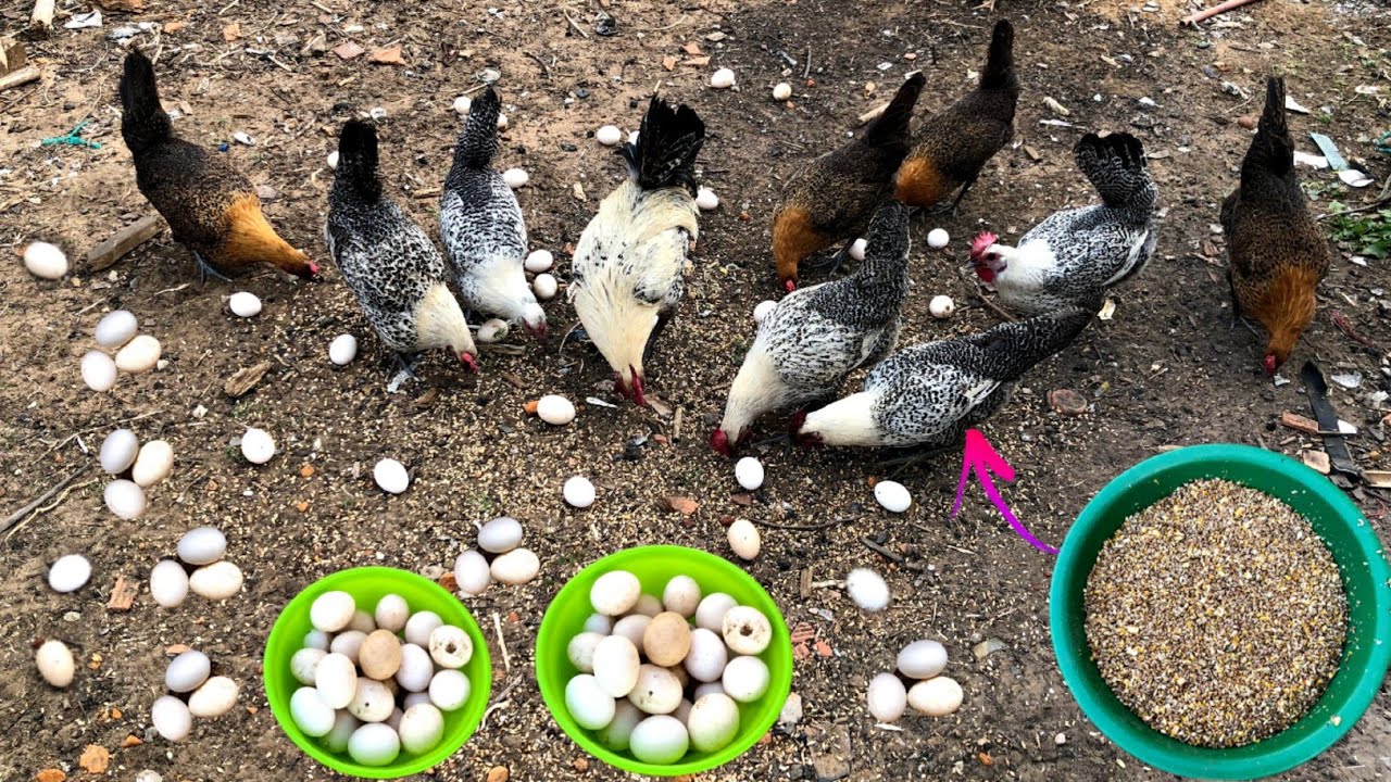 Preparing a simple Meal for Chickens to increase eggs production, 200 Eggs per day