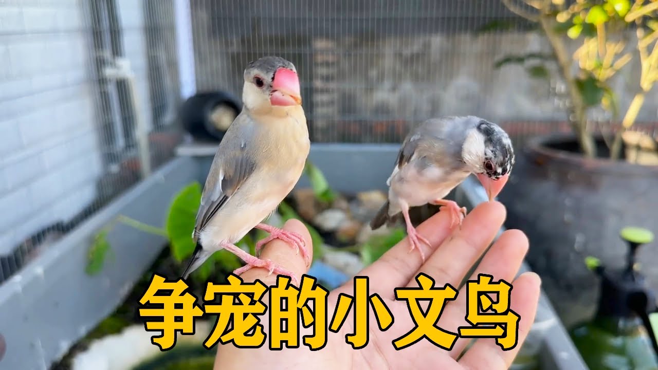 霸道的小文鸟：主人是我一个人的，谁也不许亲近他【叁伍萌宠】