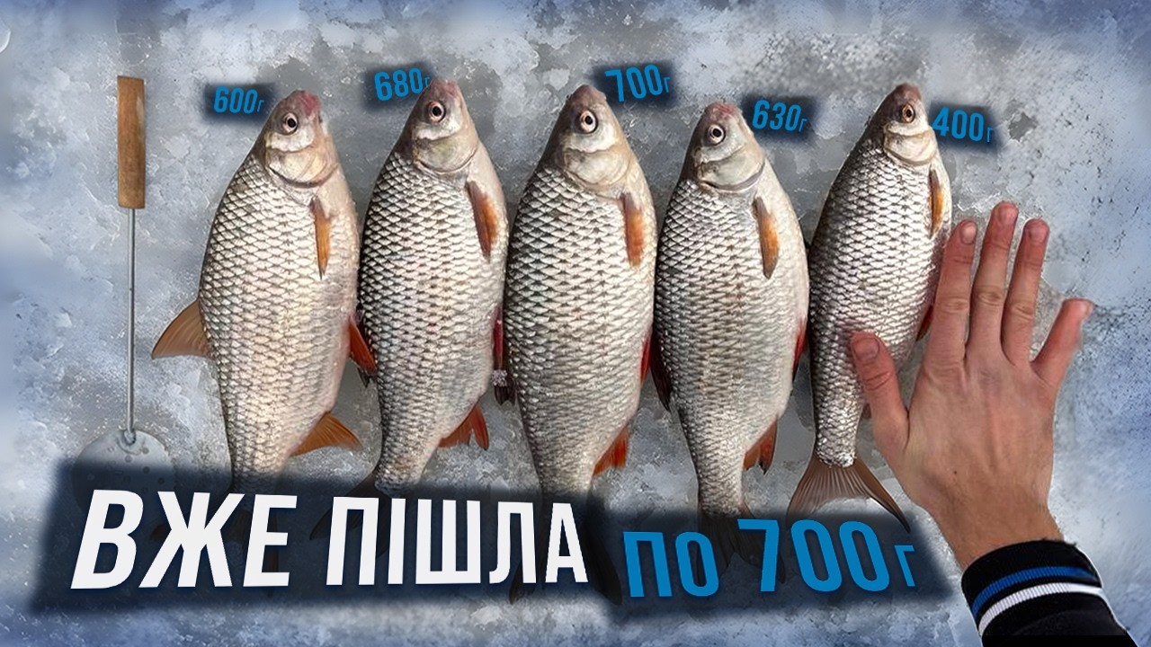 Поставив ПОКАТОК і ПОНЕСЛОСЬ ‼️ 700 грамів ПЛОТВА! 💦 Хід плотви на Десні!