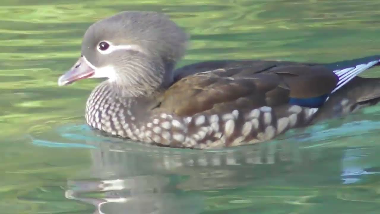 Mandarin ducks in winter ; Mandarinenten im Winter ; Rațe mandarine iarna
