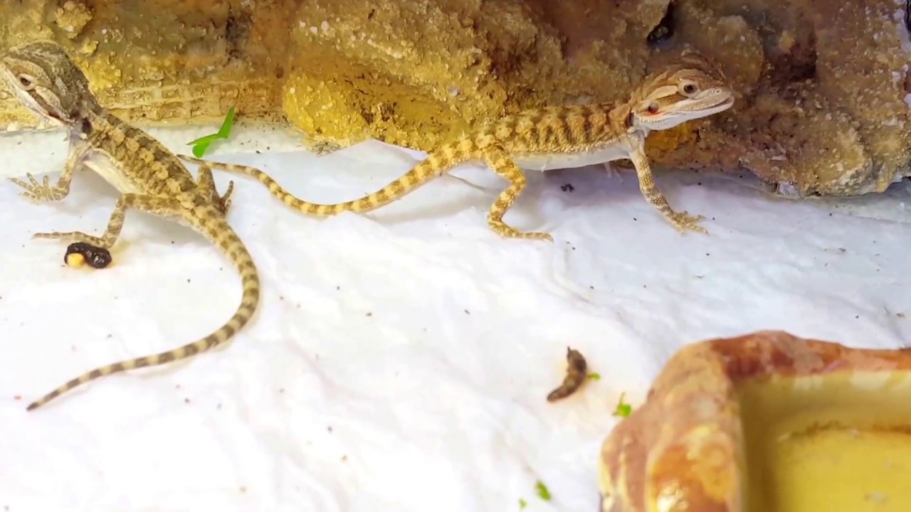 Szakállas agáma bébik etetése - www.allatozoo.hu