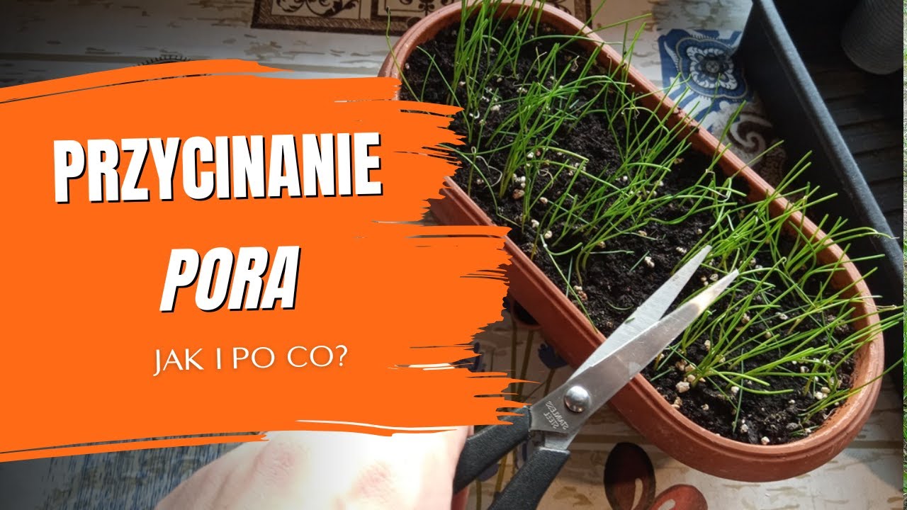Przycinanie pora &ndash; metoda na wzmocnienie. Dlaczego przyciąć pora. Porady ogrodnicze