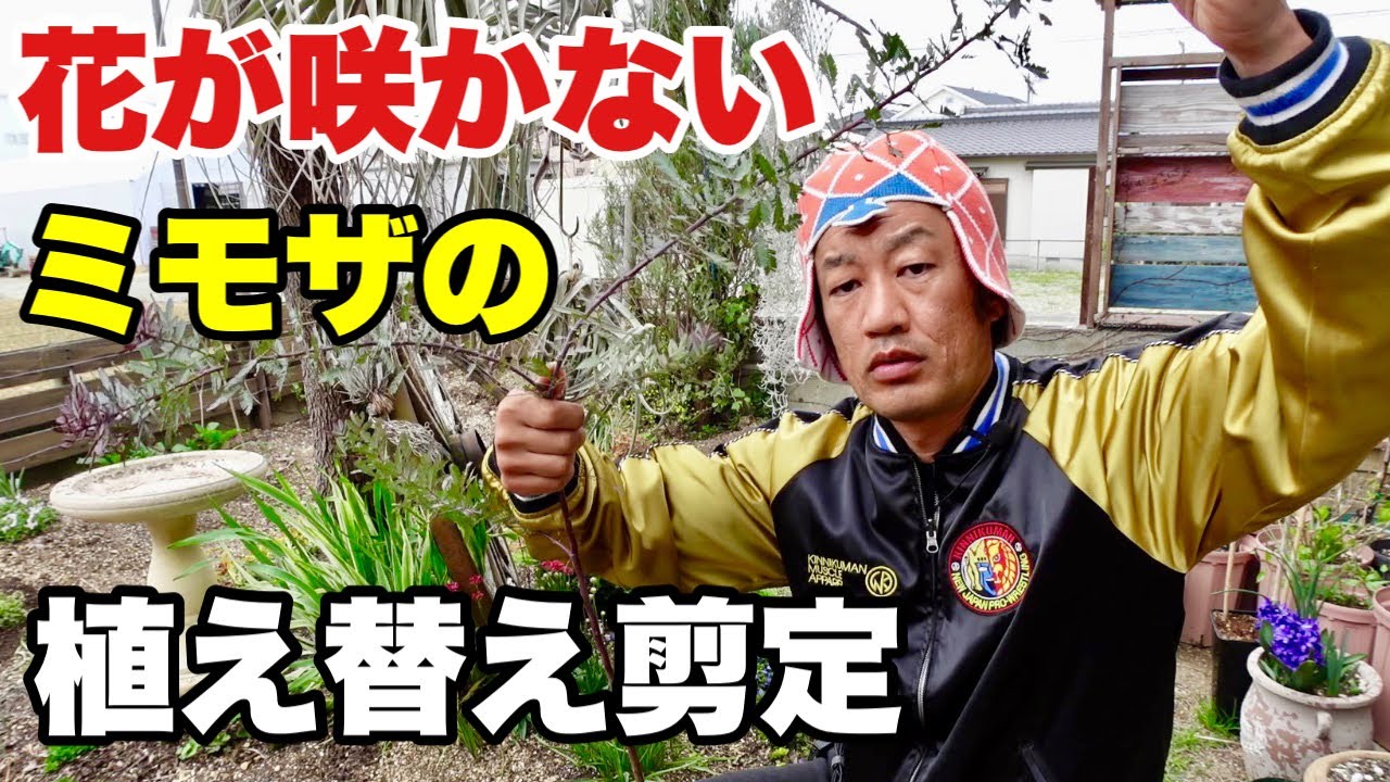 ミモザを来年咲かせるためには植え替えと剪定が必要です　　【園芸超人カーメン君】