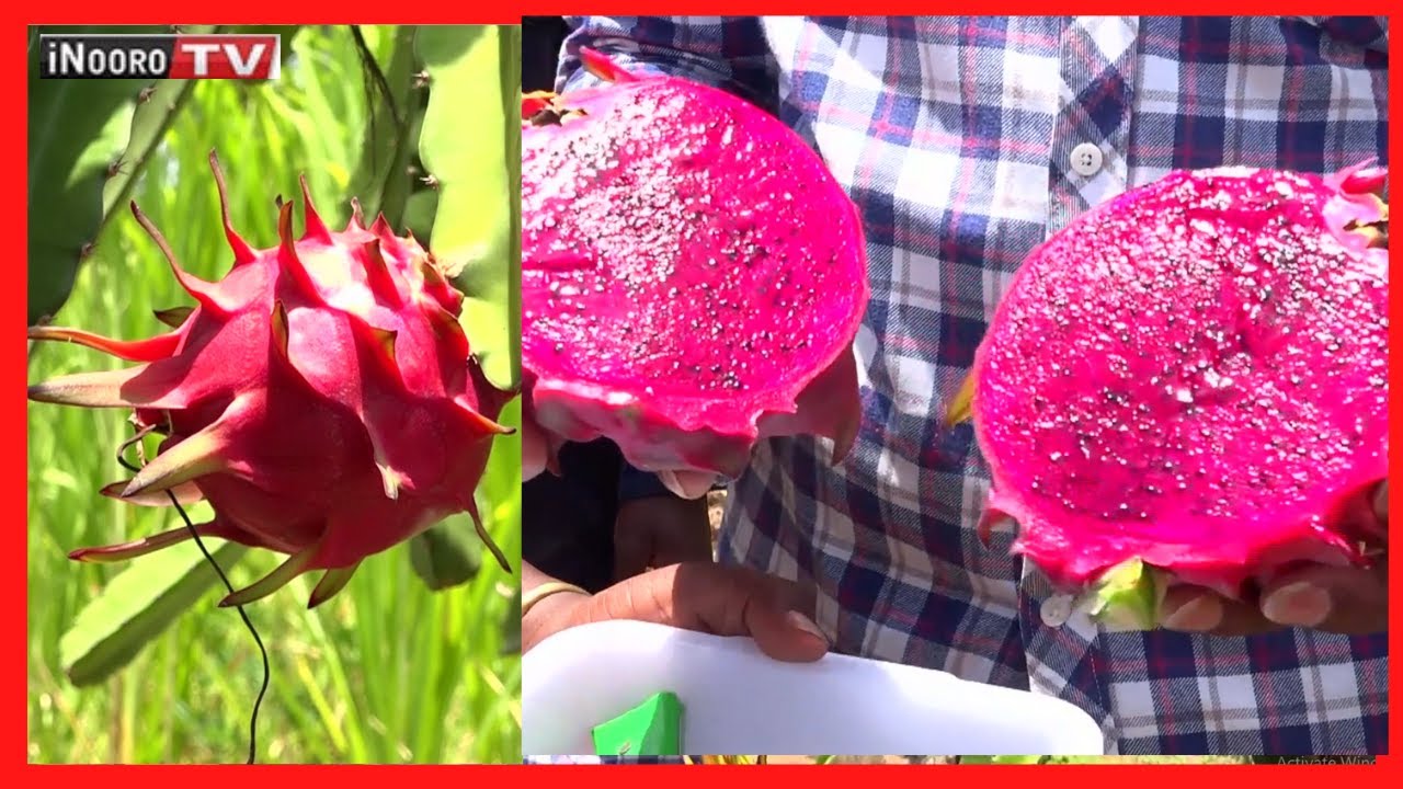 Wanacama Dragon Fruit? Nĩmo Kinoti arĩmaga na nĩ aratarĩria cama waamo || #MũgamboWaMũrĩmi PART 3