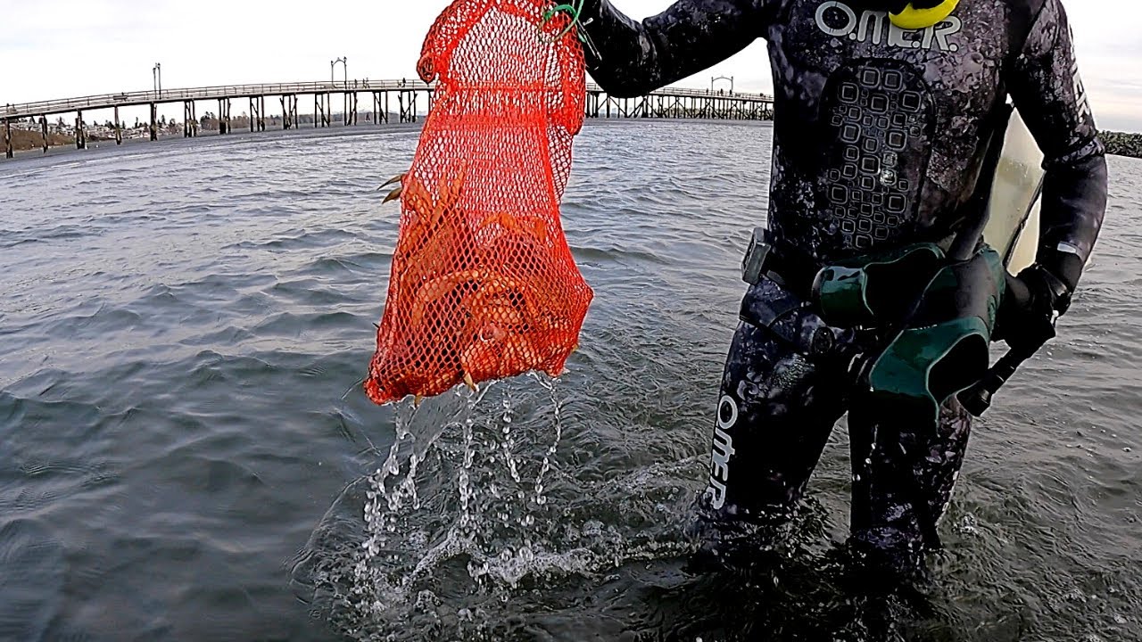Dungeness Crab Diving | White Rock, British Columbia