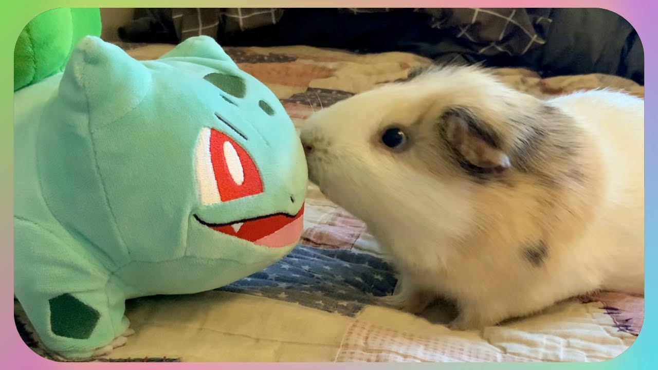 Peanut Gets So Excited When He Meets Bulbasaur!