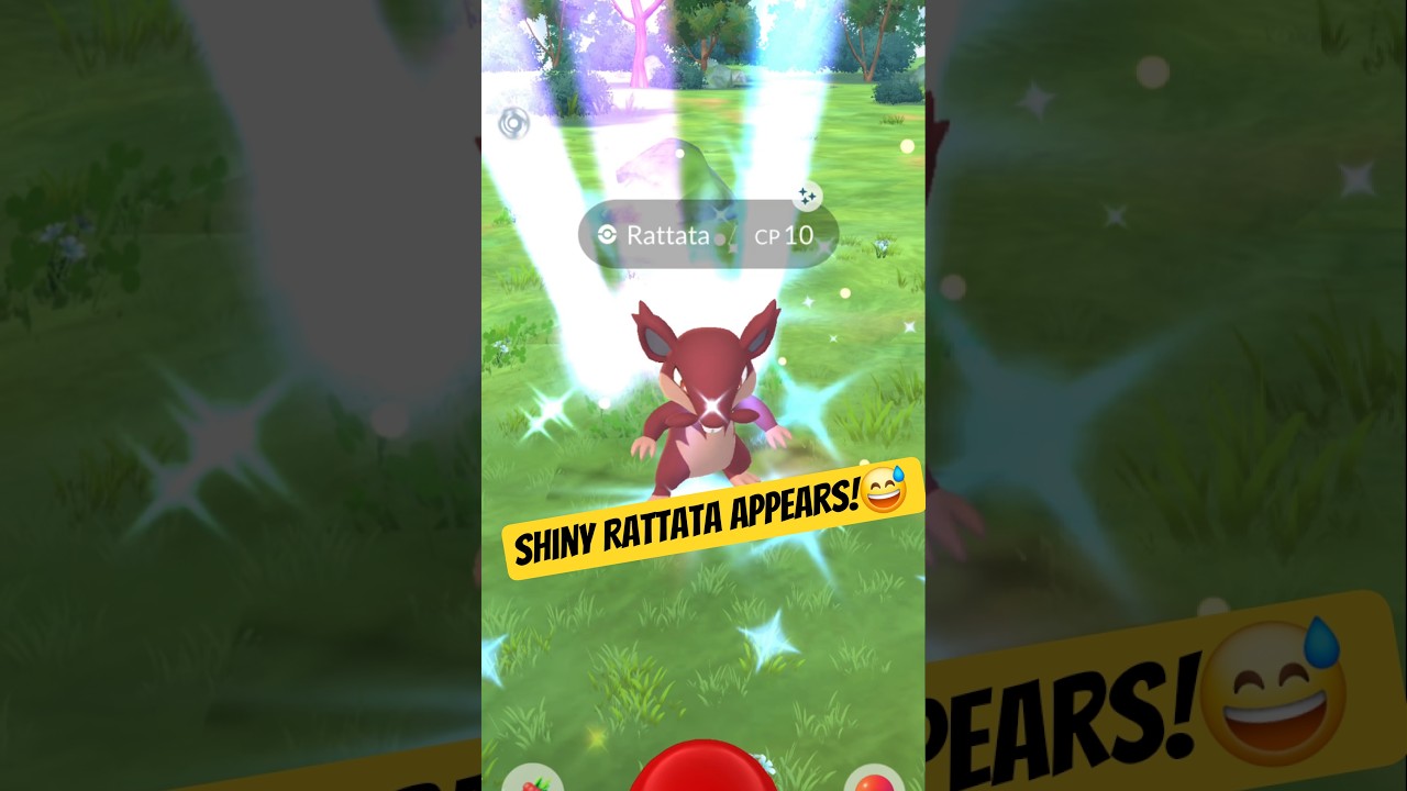 Rare Shiny Rattata appears 😄! Rattata Evolution! 😊 Pok&eacute;mon Go. #pokemongo