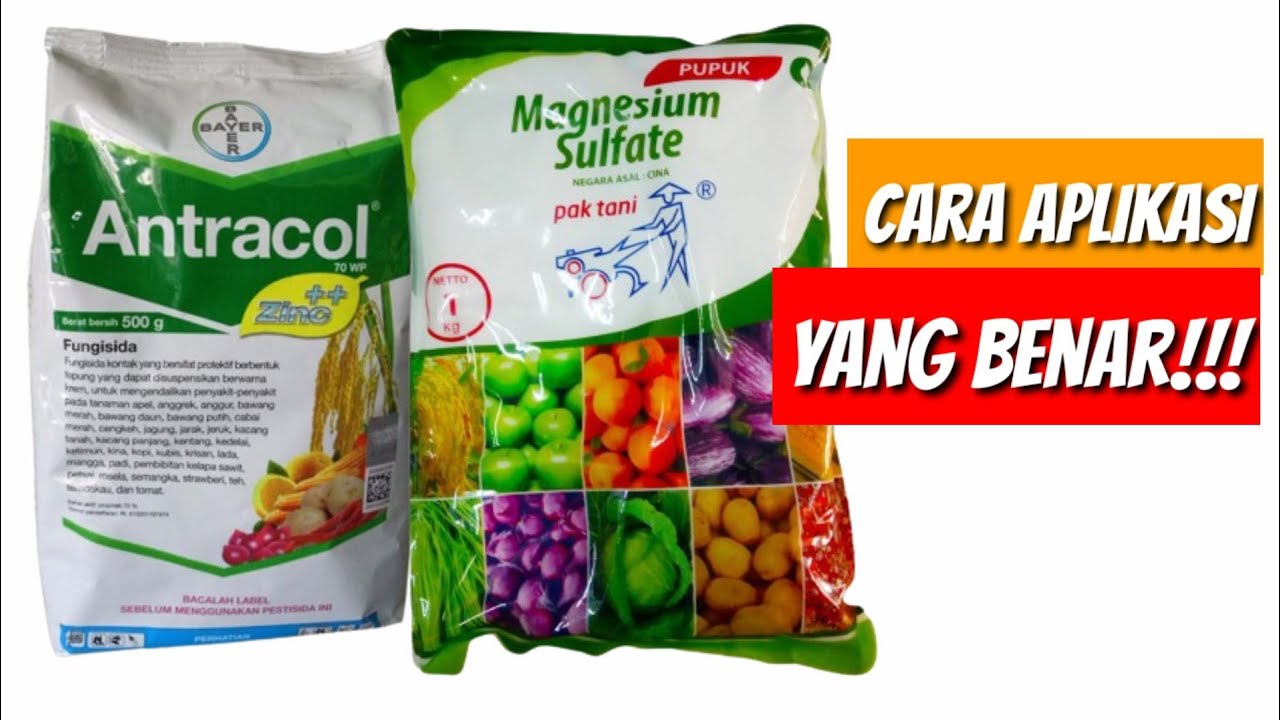 CARA MENGGUNAKAN ANTRACOL DAN MAGNESIUM SULFATE UNTUK MENEKAN JAMUR PATOGEN PADA TANAMAN PADI