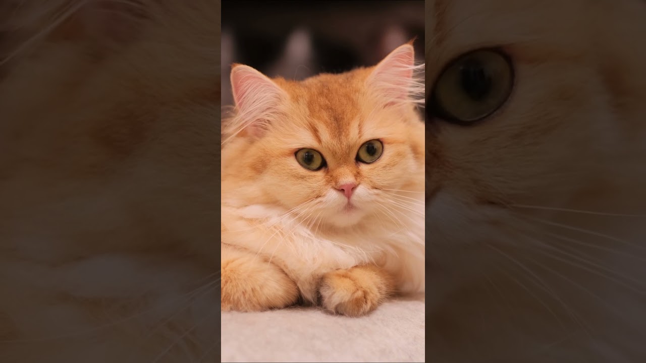 Real Cat Purring Real Relax Real ASMR #CatPurring #RelaxingCatSounds #SleepAidASMR