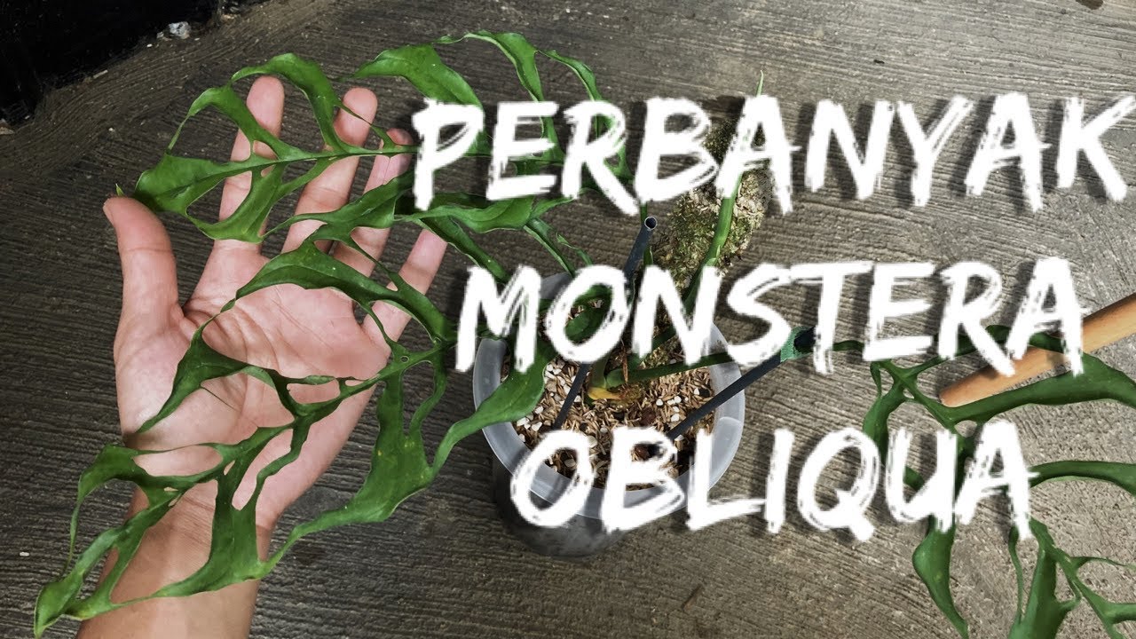 Perbanyak monstera obliqua