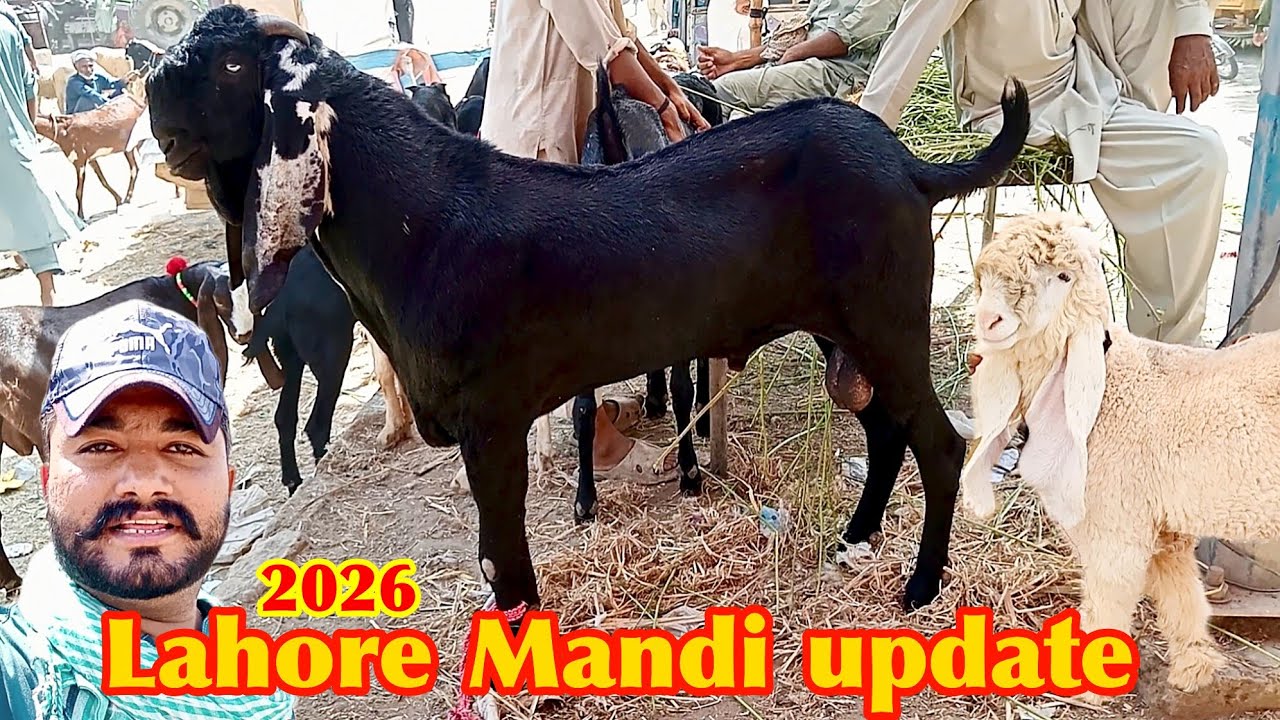 Lahore Mandi update Qurbani 2026 amritsari bakra rajanpuri bakre kajle chhatre | 24 September 🐐