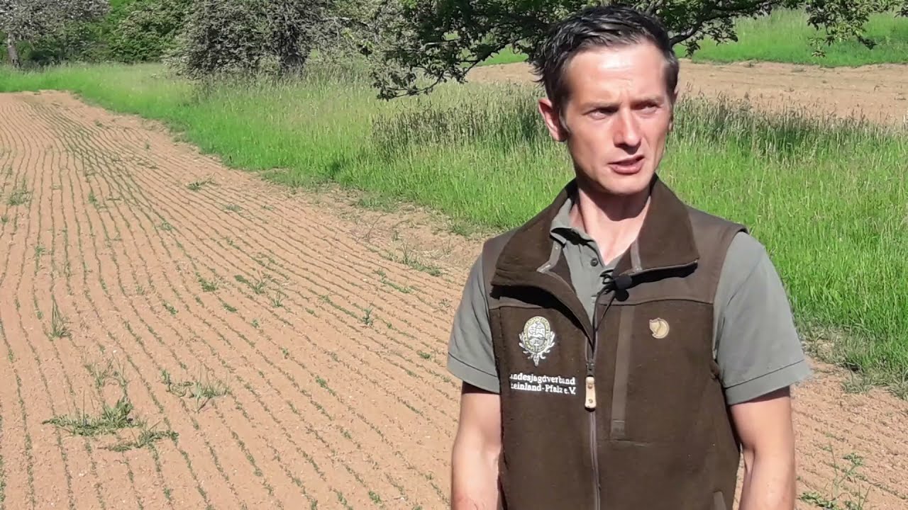 Kurz erklärt: Wildschaden auf der Streuobstwiese