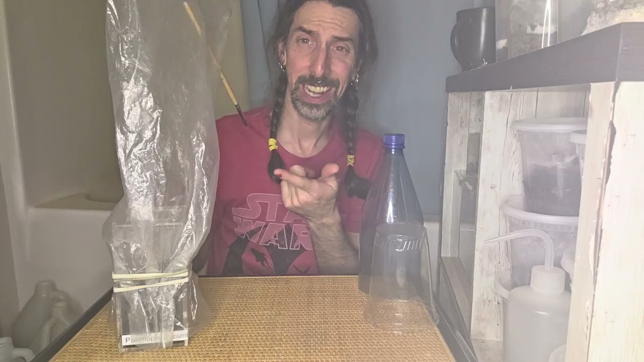 REHOUSING TARANTULA USING THE BAG METHOD - PSALMOPOEUS CAMBRIDGEI - TRINIDAD CHEVRON