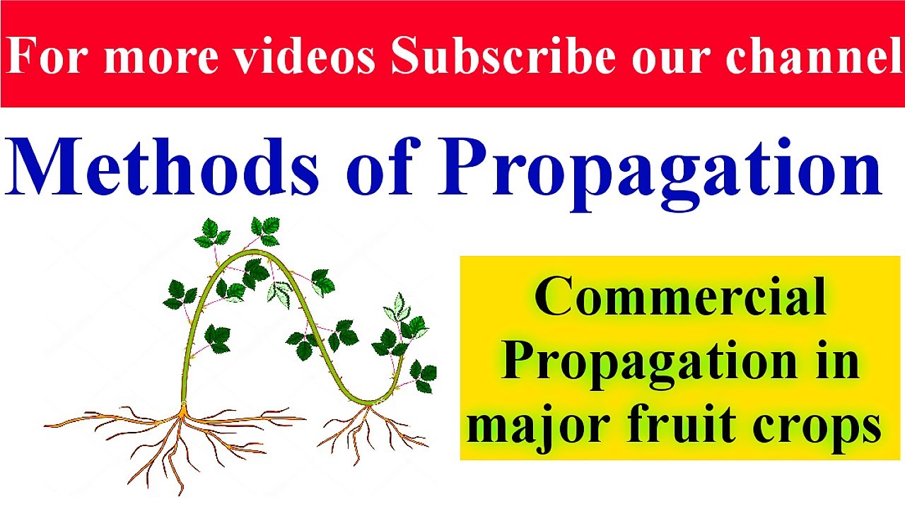 Propagation || प्रवर्धन || Commercial Propagation in fruit Crops || AFO || S.O. Horticulture  ||