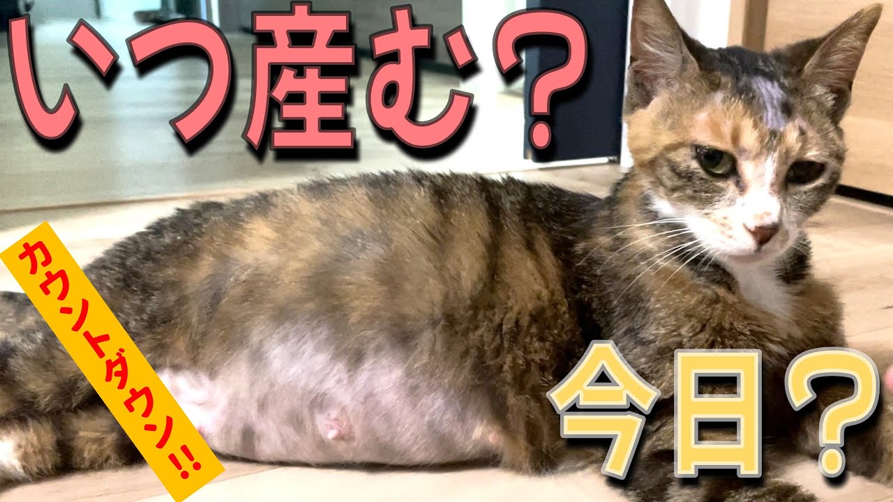 能登震災で保護した妊婦猫の『出産カウントダウン』が&hellip;止まらない！