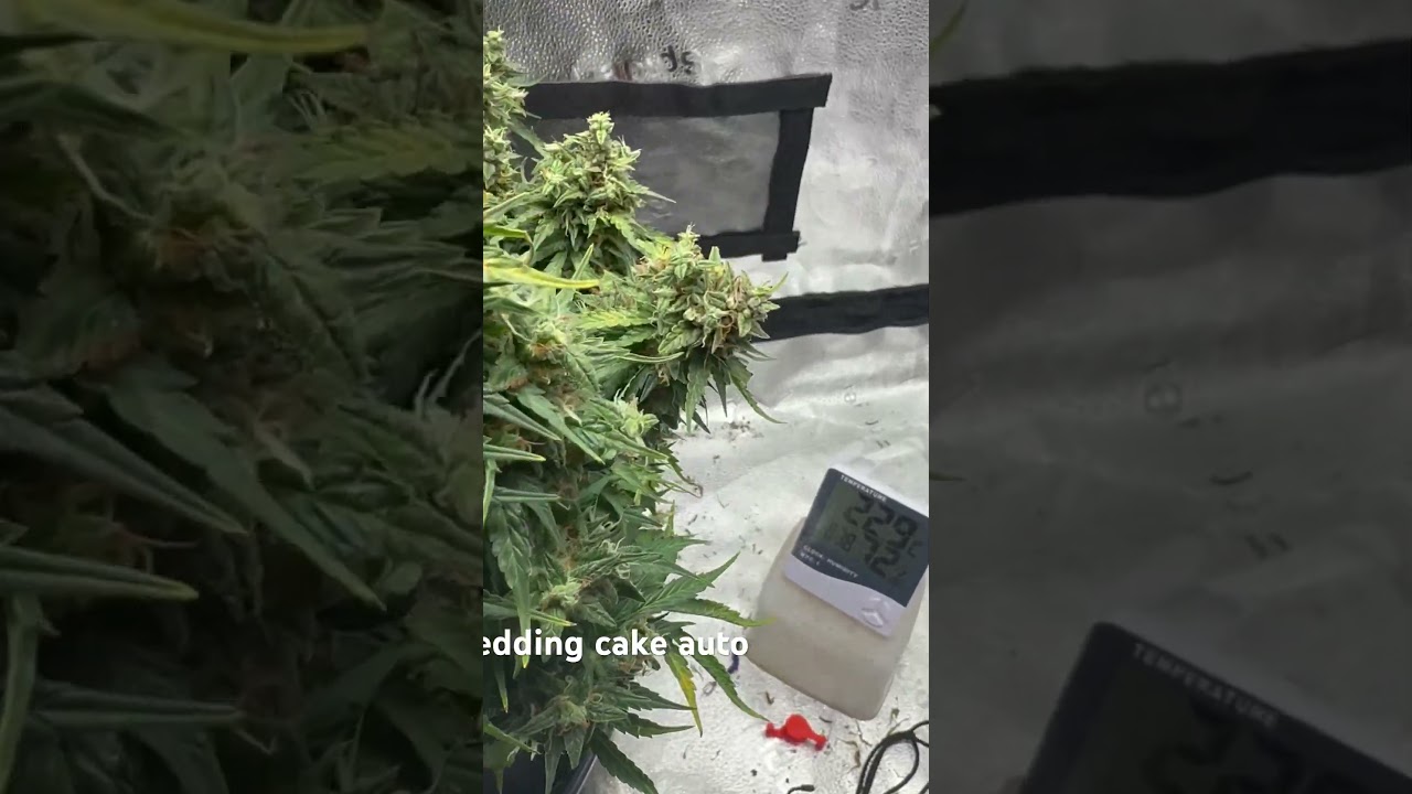 How to grow huge colas(organic grow). #educationalvideo #gardening #plants #fruit #gromies
